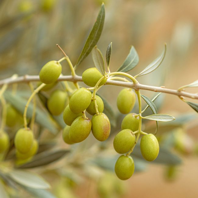 Extra Virgin Olive Oil 1L